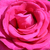 Różowy  - Róża wielkokwiatowa - Hybrid Tea - Parole ®